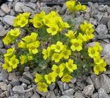 Draba polytricha