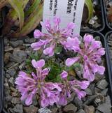 Thlaspi bellidifolium  ‘Violett’