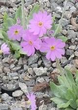 Primula frondosa - Blütenstand