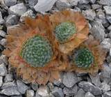 Androsace sarmentosa Watkinsii Winterrosetten