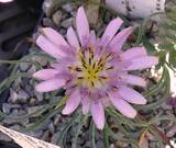 Scorzoneria suberosa ssp. cariensis