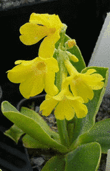 Primula auricula ssp. bauhinii