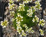 Draba x suendermannii - Weißes Hungerblümchen