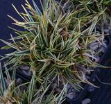 Carex firma ‚Variegata‘ - Gestreifte Schneesegge