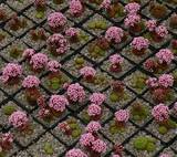 Sedum pilosum Bestand