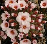 Saxifraga  x megaseaeflora  ‚Jan Neruda‘    Frühlingssteinbrech