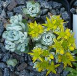 Sedum spathulifolium ‘Cape  Blanco’