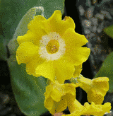 Primula auricula "Broadwell Gold"