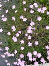 Dianthus subacaulis ssp. brachyanthus