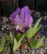 Iris lutescens - Zwergiris