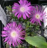 Delosperma lavisae
