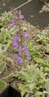 Salvia daghestanica  -  Bergsalbei