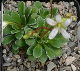 Saxifraga x sospelensis "Sospel" - Seealpensteinbrech