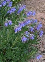 Moltkia petraea