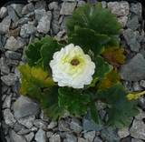 Ranunculus alpestris ‚Annemarie‘