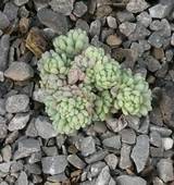 Sedum hispanicum var. minus - Zwergfetthenne