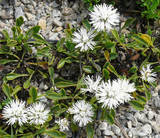 Globularia cordifolia ‚Alba‘