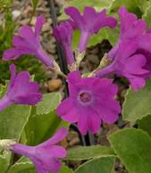 Primula marginata "Frank Waley"