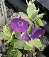 Primula marginata "Amethyst"
