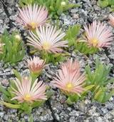 Delosperma spec. "Kelaidis"