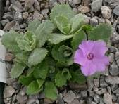 Primula marginata "Beatrice Lascaris"