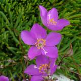 Talinum calycinum