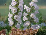 Campanula formanekiana