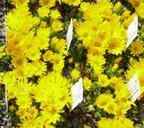 Delosperma congestum