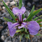 Iris hookeri - Hooker's Iris