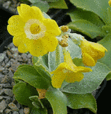 Primula auricula "Dusty"