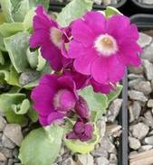Primula marginata "Adrian Evans"