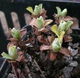 Primula marginata - Triebknospen