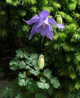 Aquilegia bertoloni in einem alten Trog
