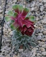 Saxifraga federici-augusti „Miroslav Klaus“