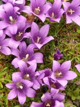 Edraianthus serpyllifolius - Becherglocke
