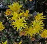 Stomatium mustellinum