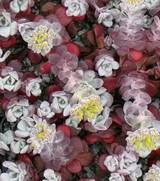 Sedum spathulifolium ‘Purpureum’
