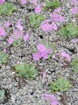 Primula frondosa - Balkan-Mehlprimel