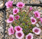Saxifraga x anglica „Beatrix Stanley“