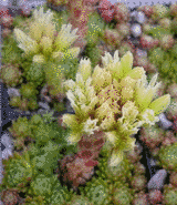 Jovibarba globifera ssp. hirta - Stoderzinken Blüte