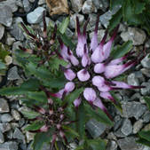 Physoplexis comosa - Schopfige Teufelskralle