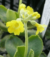 Primula auricula var. monacensis