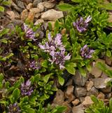 Globularia repens