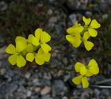 Erysimum pulchellum