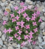 Asperula sintenisii