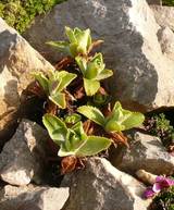Primula marginata - Austrieb im Frühjahr