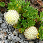 Leptinella pyrethrifolia