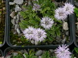 Globularia meridionalis