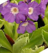 Primula marginata "Rhenaniana"