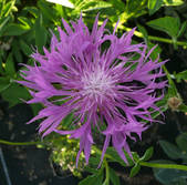 Centaurea uniflora - Einblütige Kornblume